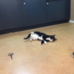 久しぶりの自力整体