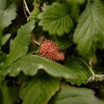 いちごの苗を植えっぱなしだったけど。。