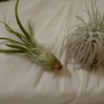 アナスタシア 一族の書 ウラジーミル・メグレ著を読みました!