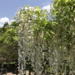 デイケア 2018.5.1