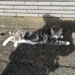 【お悩み相談 00138】小学6年生の息子のことです