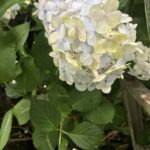 【お悩み相談 00295】身体が動かない、憂うつ