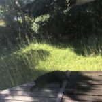 【お悩み相談 00332】認知症