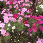 【お悩み相談 00506】現在4人目の妊娠中です。