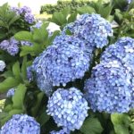 デイケア 2021.6.15