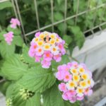 デイケア 2021.8.3