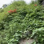 【お悩み相談 00601】適応障害と表現が大袈裟な自分